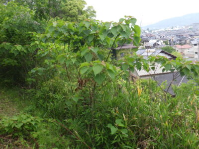施工画像