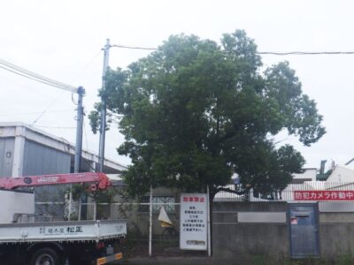 電線までの高さまで伸びた6mのクスノキ1本を2人2時間で強剪定した事例｜大阪府大阪市港区