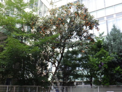 施工画像