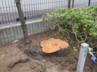 枯れてしまった高さ4mのサクラの木を1人1時間半で「伐採」した事例｜大阪府枚方市