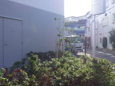 今年の夏に竣工した物流センターの中高木剪定(約300本)を3人2日で実施した事例|大阪府高槻市