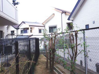マンション自治会からのご依頼で高さ3mのネズミモチ10本を2人2時間で剪定した事例|大阪府枚方市