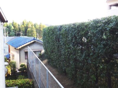 【マンション自治会からのご依頼】高所に植えられた高さ4mのカシと高さ2mのレッドロビンの生垣を2人半日で剪定した事例|大阪府枚方市