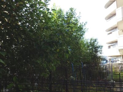 マンション自治会からのご依頼で高さ3mのネズミモチ10本を2人2時間で剪定した事例|大阪府枚方市