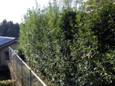 【マンション自治会からのご依頼】高所に植えられた高さ4mのカシと高さ2mのレッドロビンの生垣を2人半日で剪定した事例|大阪府枚方市