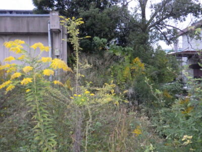 倉庫の駐車場および周辺の「草刈り・除草作業」を2人1日で実施した事例|大阪府枚方市