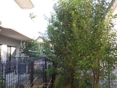 マンション自治会からのご依頼で高さ3mのネズミモチ10本を2人2時間で剪定した事例|大阪府枚方市