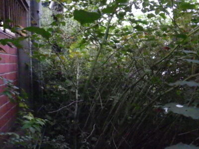 倉庫の駐車場および周辺の「草刈り・除草作業」を2人1日で実施した事例|大阪府枚方市