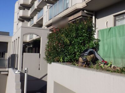 【マンション自治会からのご依頼】高所に植えられた高さ4mのカシと高さ2mのレッドロビンの生垣を2人半日で剪定した事例|大阪府枚方市