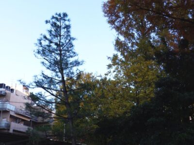 落ち葉対策として高さ7mのマツ1本を2人2時間で剪定した事例｜大阪市東淀川区