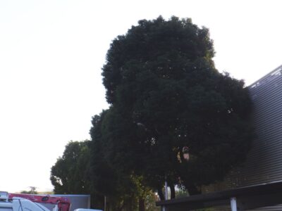 落ち葉対策として高さ8～10mのクス9本を3人2日で強剪定した事例｜大阪市東淀川区