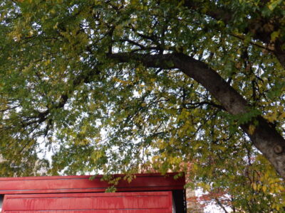 店舗への落ち葉対策として高さ12～13mのアキニレを2人半日で強剪定した事例｜大阪市東淀川区