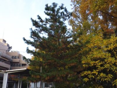 落ち葉対策として高さ7mのマツ1本を2人2時間で剪定した事例｜大阪市東淀川区