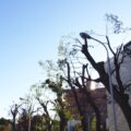 落ち葉対策として高さ8~10mのクス9本を3人2日で強剪定した事例|大阪市東淀川区