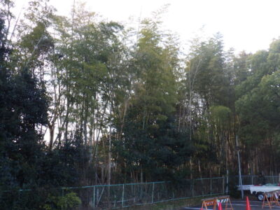 枯れているものや敷地外へ伸びた高さ約7～8mの竹50本以上を2人2日で伐採した事例｜大阪府枚方市