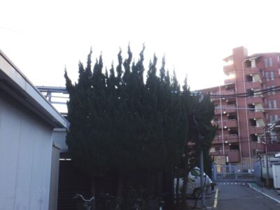 高圧電線にかかった高さ約7mのカイヅカイブキを3人半日で安全に剪定した事例｜大阪府大阪市淀川区