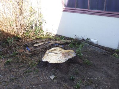 電線に干渉していた高さ約10m、太さ約70cmのクスノキを2人半日で伐採した事例|大阪府大阪市住之江区