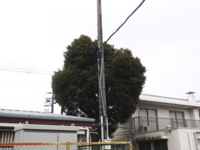 電線に干渉していた高さ約10m、太さ約70cmのクスノキを2人半日で伐採した事例｜大阪府大阪市住之江区