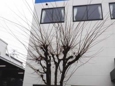 カイズカイブキ・マキ・モッコク・ケヤキ・ハナミズキ計5本の中高木を2人3時間で剪定した事例|奈良県生駒市(作業前2)