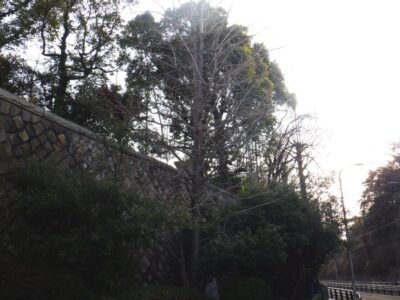 学校周囲の高さ約10mのクスノキ1本・メタセコイア3本を強剪定した事例|大阪府大阪市天王寺区(作業前2)