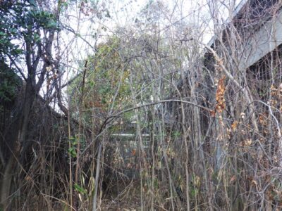 企業敷地内の高木5本（最大約10m）の剪定・強剪定と雑木伐採を実施した事例｜大阪府枚方市