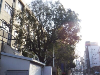 学校周囲の高さ約10mのクスノキ1本・メタセコイア3本を強剪定した事例｜大阪府大阪市天王寺区