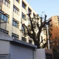 学校周囲の高さ約10mのクスノキ1本・メタセコイア3本を強剪定した事例｜大阪府大阪市天王寺区（作業後１）
