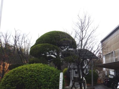 カイズカイブキ・マキ・モッコク・ケヤキ・ハナミズキ計5本の中高木を2人3時間で剪定した事例|奈良県生駒市(作業後3)