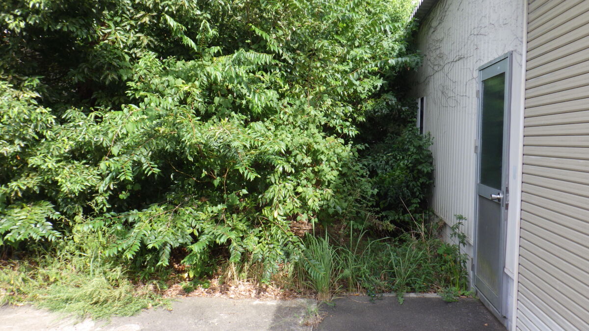 京都の空き家 庭の放置状態