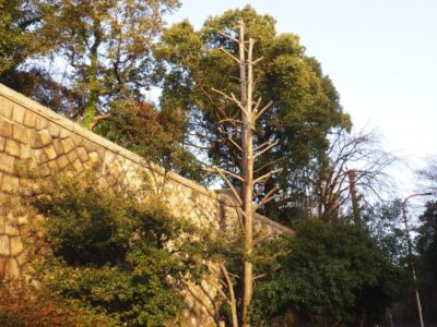 学校周囲の高さ約10mのクスノキ1本・メタセコイア3本を強剪定した事例|大阪府大阪市天王寺区(作業後2)