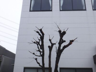 カイズカイブキ・マキ・モッコク・ケヤキ・ハナミズキ計5本の中高木を2人3時間で剪定した事例|奈良県生駒市(作業後2)