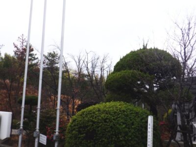 カイズカイブキ・マキ・モッコク・ケヤキ・ハナミズキ計5本の中高木を2人3時間で剪定した事例|奈良県生駒市(作業前3)