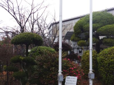 工場敷地内のカイズカイブキ・マキ・モッコク・ケヤキ・ハナミズキ計5本の中高木を2人3時間で剪定した事例｜奈良県生駒市