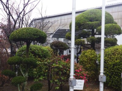 工場敷地内のカイズカイブキ・マキ・モッコク・ケヤキ・ハナミズキ計5本の中高木を2人3時間で剪定した事例｜奈良県生駒市