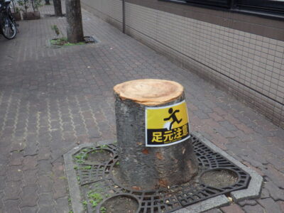 根が原因のトラブル対応でサクラ・ケヤキを3人1日で伐採した事例｜大阪府大阪市北区