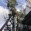 高所作業車を使った高木剪定