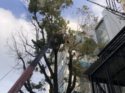 高所作業車を使った高木剪定