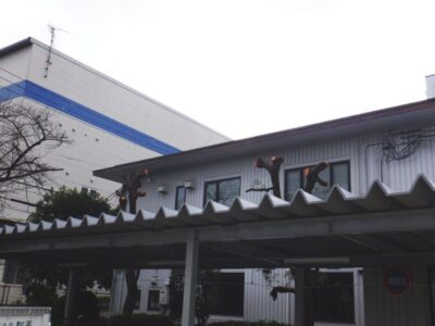 企業敷地内の駐輪場近くの高さ約10mのクスノキ2本を2人半日で強剪定した事例｜大阪府枚方市