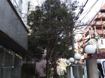 根の影響でブロックが崩壊したり浮き上がるトラブル対応でサクラ・ケヤキを3人1日で伐採した事例｜大阪府大阪市北区