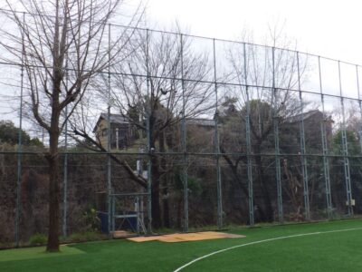 グラウンド周囲の高さ約12mのイチョウ3本を4人半日で剪定した事例｜大阪府大阪市天王寺区