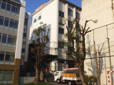 学校敷地内にて人工芝に配慮した高さ約12mのクスノキ2本の強剪定事例｜大阪府大阪市天王寺区