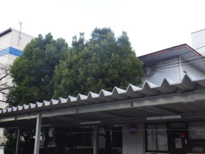 企業敷地内の駐輪場近くの高さ約10mのクスノキ2本を2人半日で強剪定した事例｜大阪府枚方市