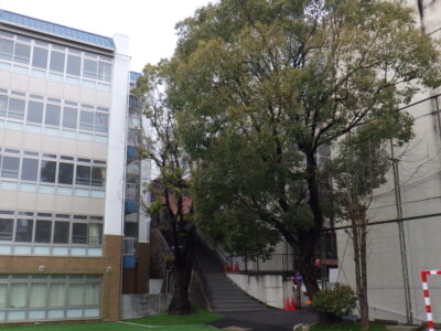 学校敷地内にて人工芝に配慮した高さ約12mのクスノキ2本の強剪定事例｜大阪府大阪市天王寺区