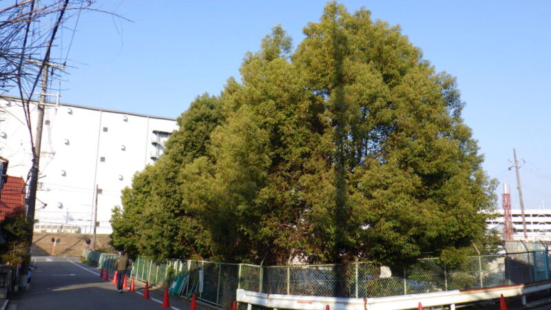 大阪府枚方市の工場外周における剪定作業のビフォーアフター。伸び放題の樹木をスッキリと整備した様子。