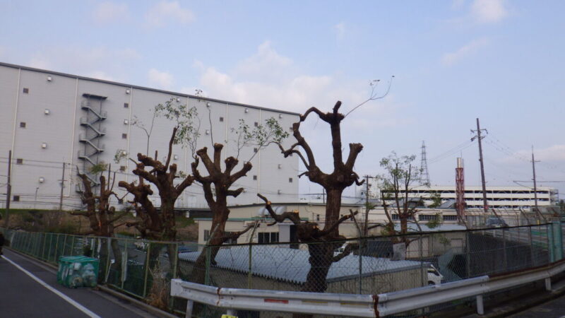 大阪府枚方市の工場外周における剪定作業のビフォーアフター。伸び放題の樹木をスッキリと整備した様子。