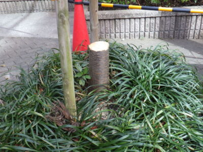 根が原因のトラブル対応でサクラ・ケヤキを3人1日で伐採した事例｜大阪府大阪市北区