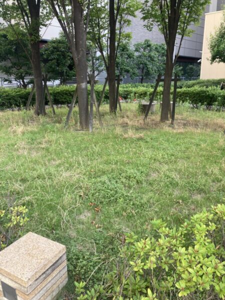 京都の法人向け芝刈り・緑地管理サービスで提供している施工前の写真報告書Beforeのサンプル。京都市・八幡市・久御山町の工場やオフィスに対応。