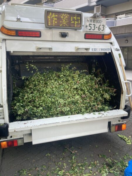 久御山・伏見の工場敷地内での高木剪定・パッカー車による枝葉の即時撤去風景