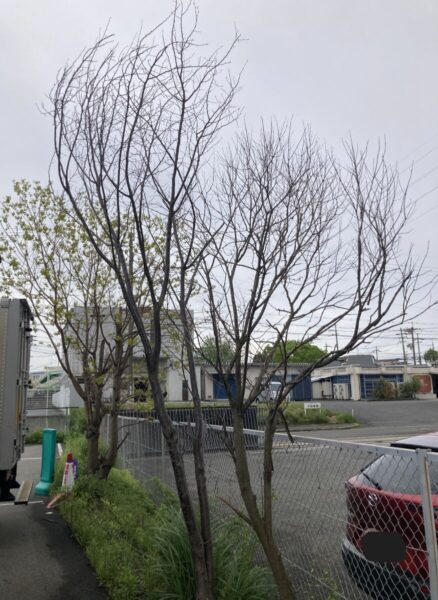 枚方・交野の施設敷地内における高木剪定前の様子(Before)