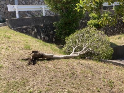 京都・南山城の店舗敷地内における台風での倒木事故の現場様子（Before）